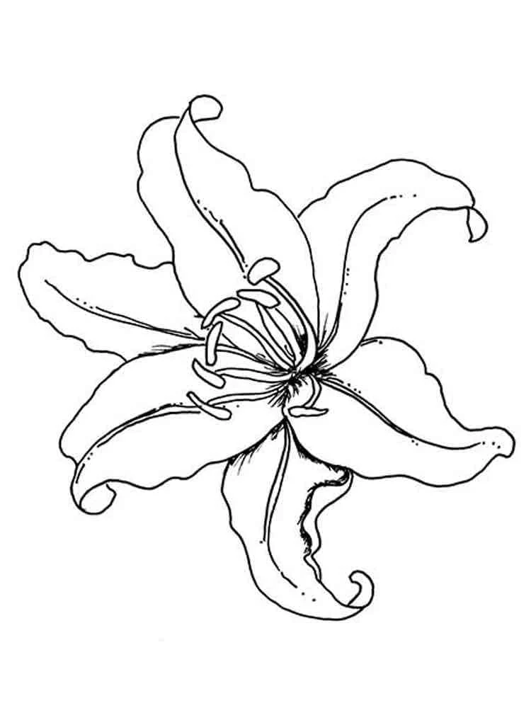 Lily flower in full bloom coloring page