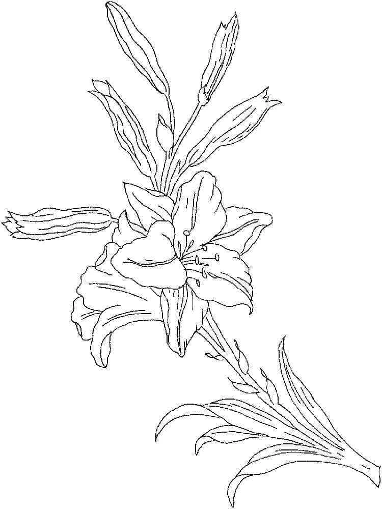 Lily in full bloom with buds and leaves coloring page Lily in full bloom with buds and leaves coloring page