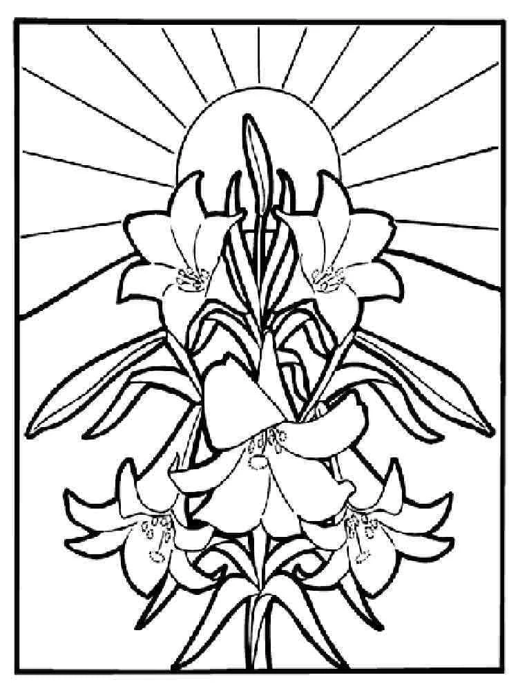 Lily bouquet with sunburst background coloring page
