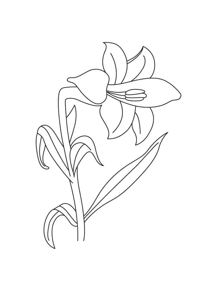 Lily flower in full bloom coloring page