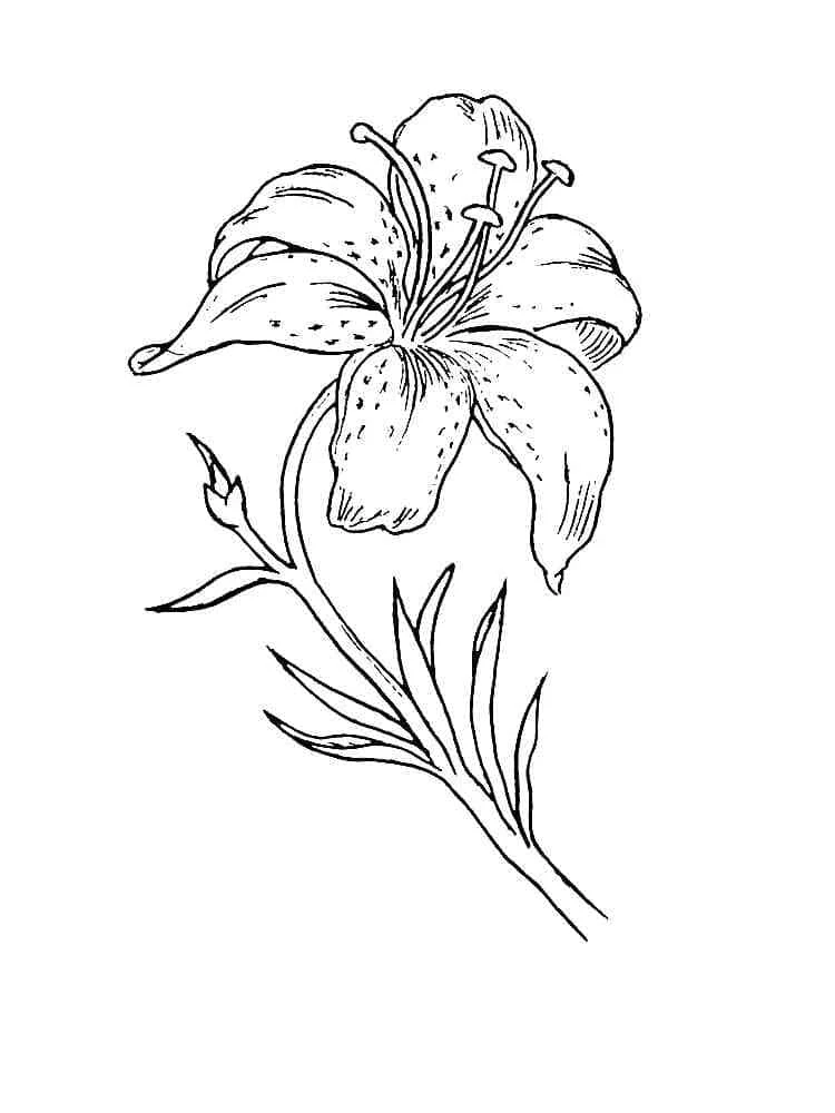 Lily with curved petals and spotted details coloring page