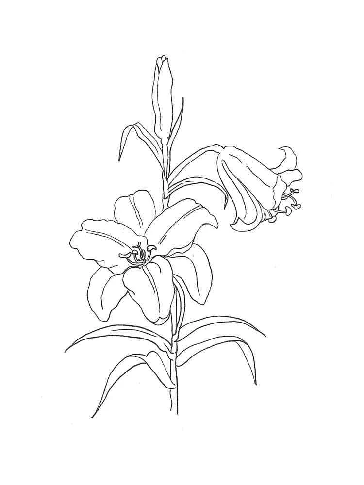 Lily flower on a single stem coloring page