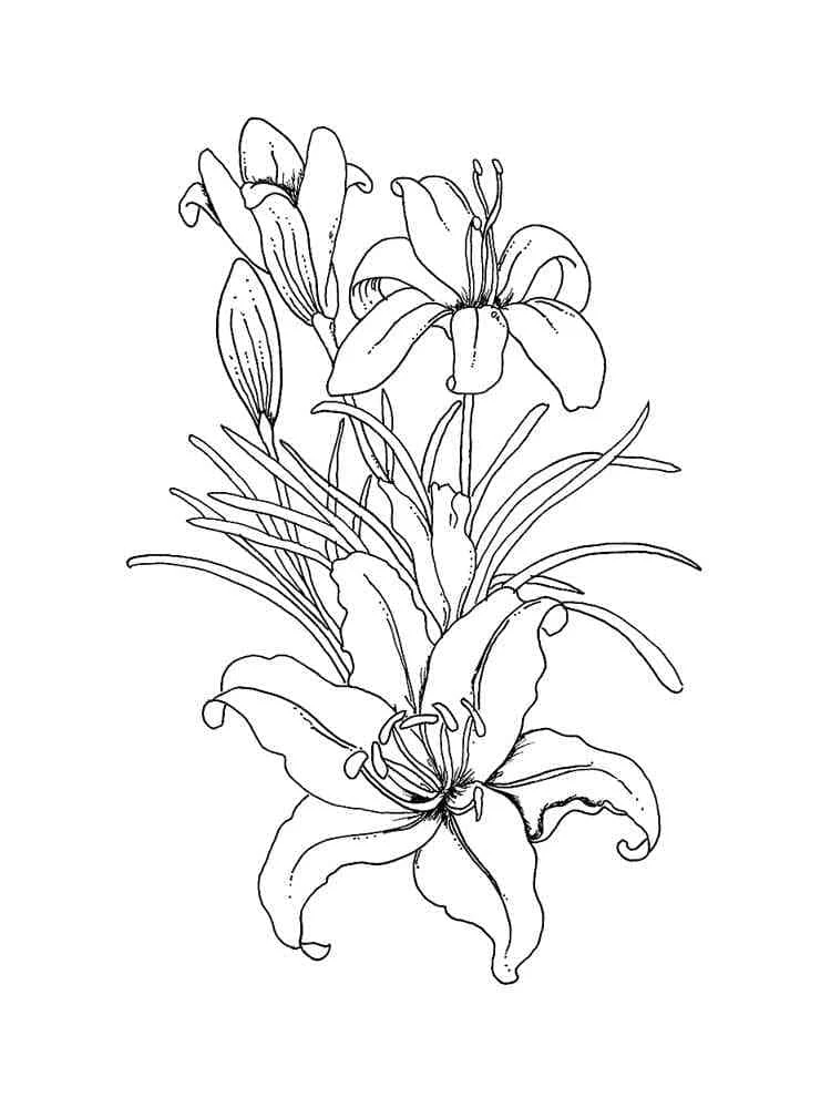 Lily bouquet in full bloom coloring page