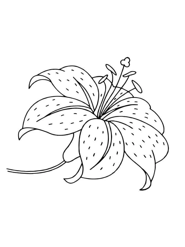 Lily in full bloom coloring page