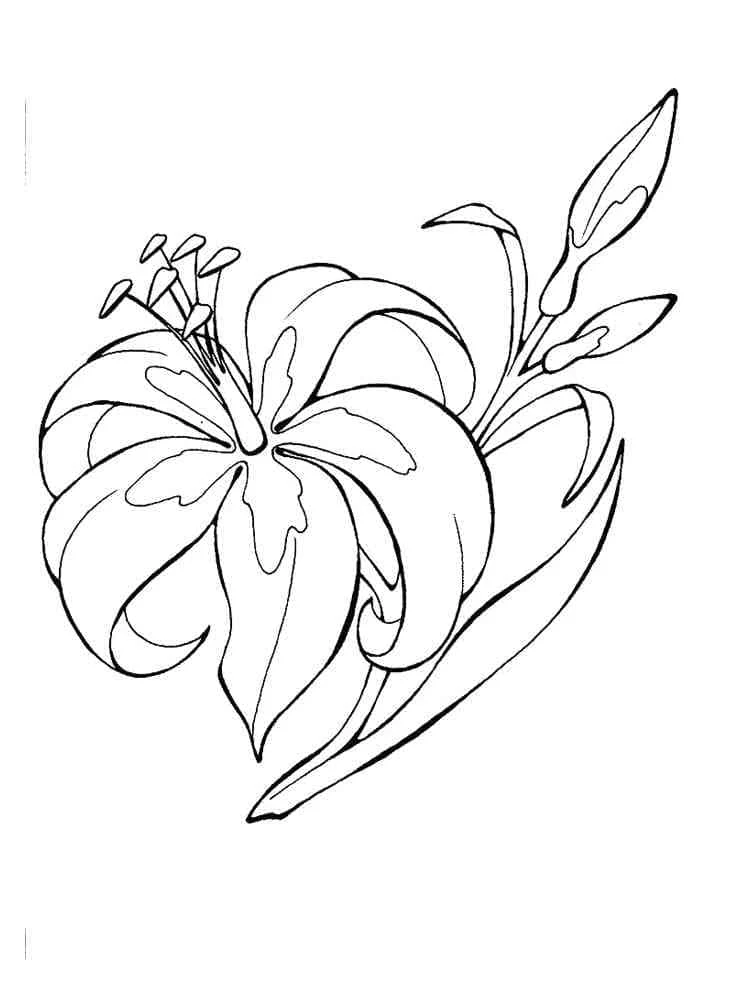Lily flower in full bloom with buds coloring page