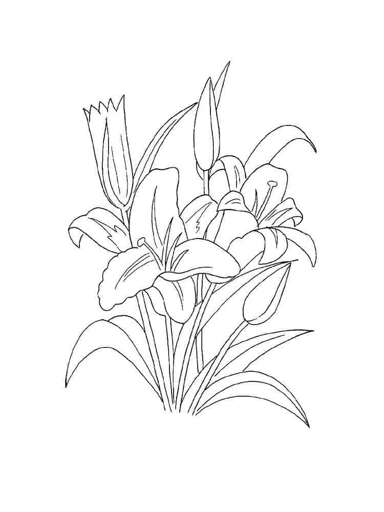 Lily bouquet in full bloom coloring page