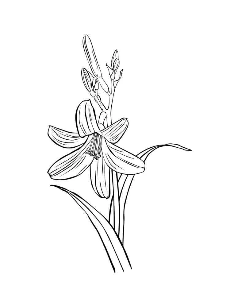 Lily flower with buds and stem coloring page Lily flower with buds and stem coloring page