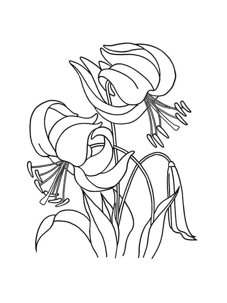 Lily flowers with curled petals coloring page