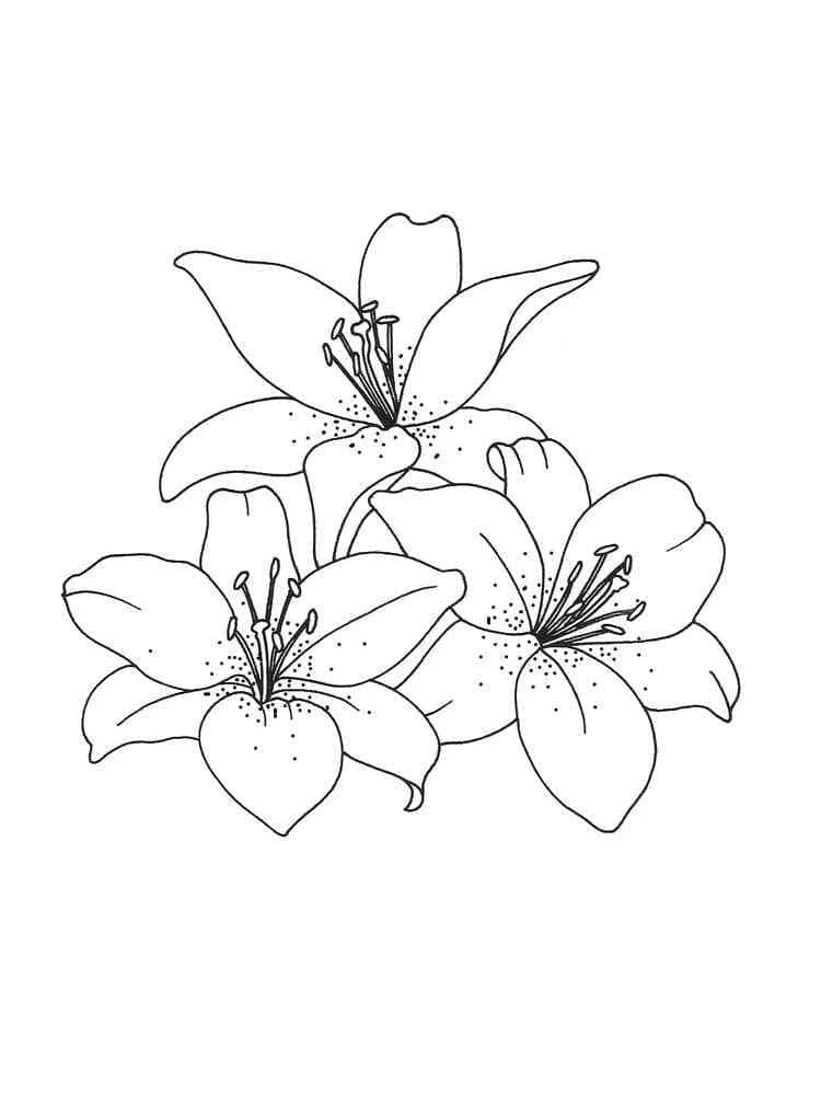 Lily flowers in full bloom coloring page