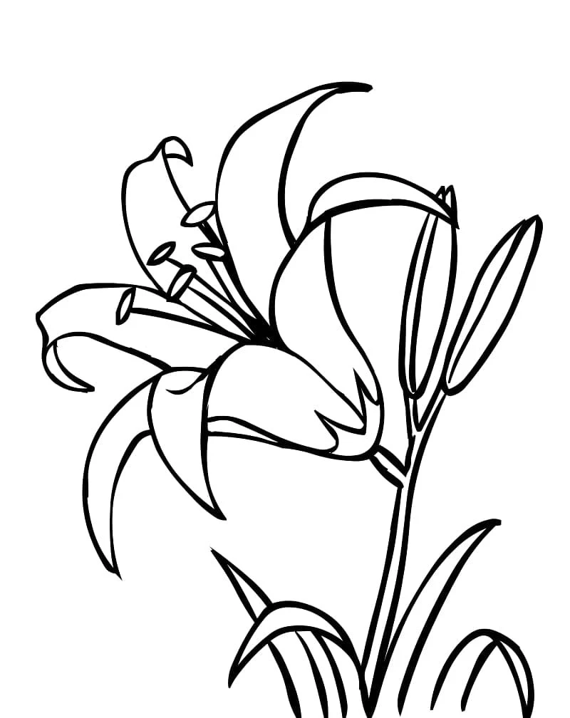 Lily in full bloom coloring page