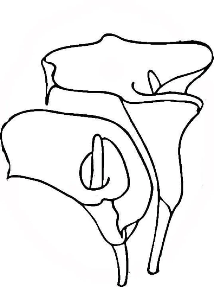 Two lily flowers in bloom coloring page