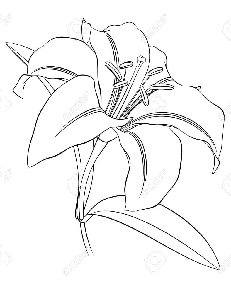 Free printable Lily coloring page #182397 from Nature and Seasons collection