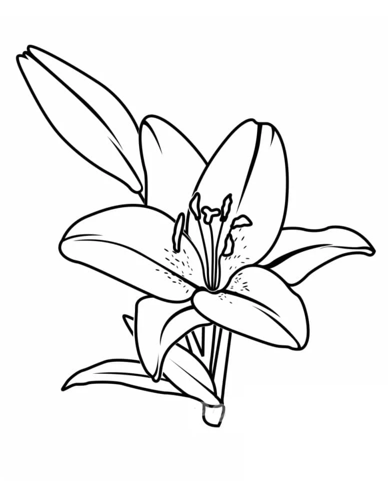 Lily flower in full bloom coloring page