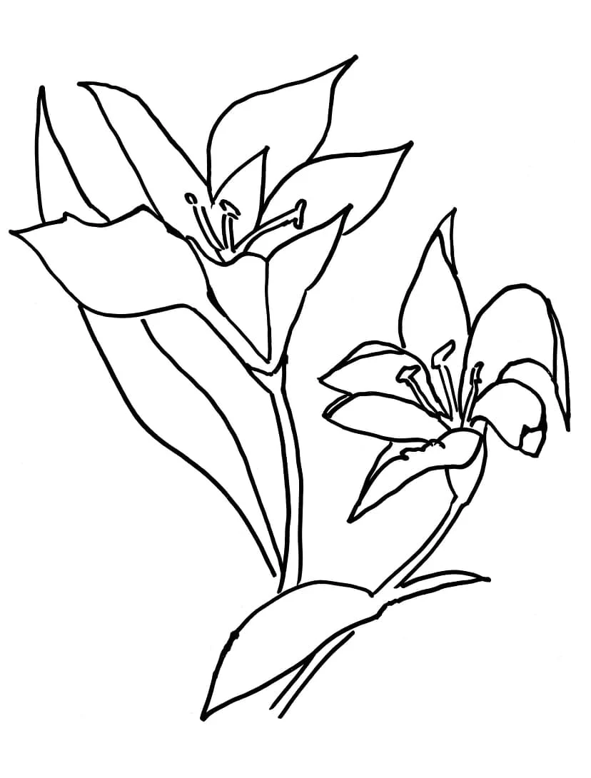 Lily flowers in bloom coloring page Lily flowers in bloom coloring page
