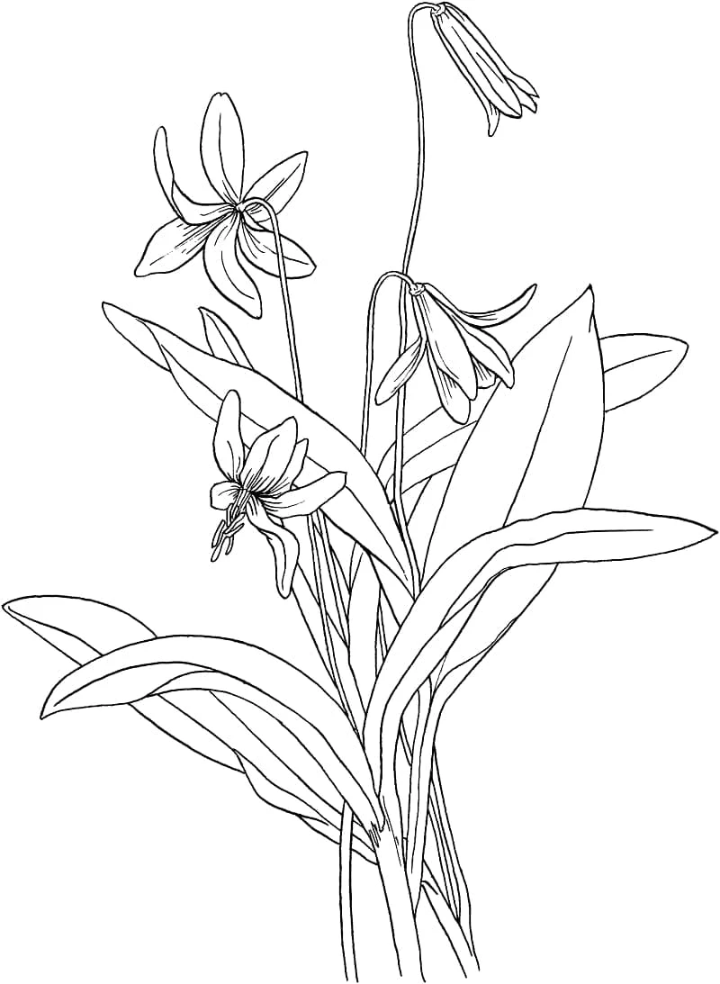 Lily flowers with drooping petals and long leaves coloring page