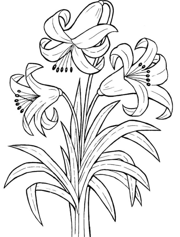 Lily flowers in full bloom coloring page Lily flowers in full bloom coloring page
