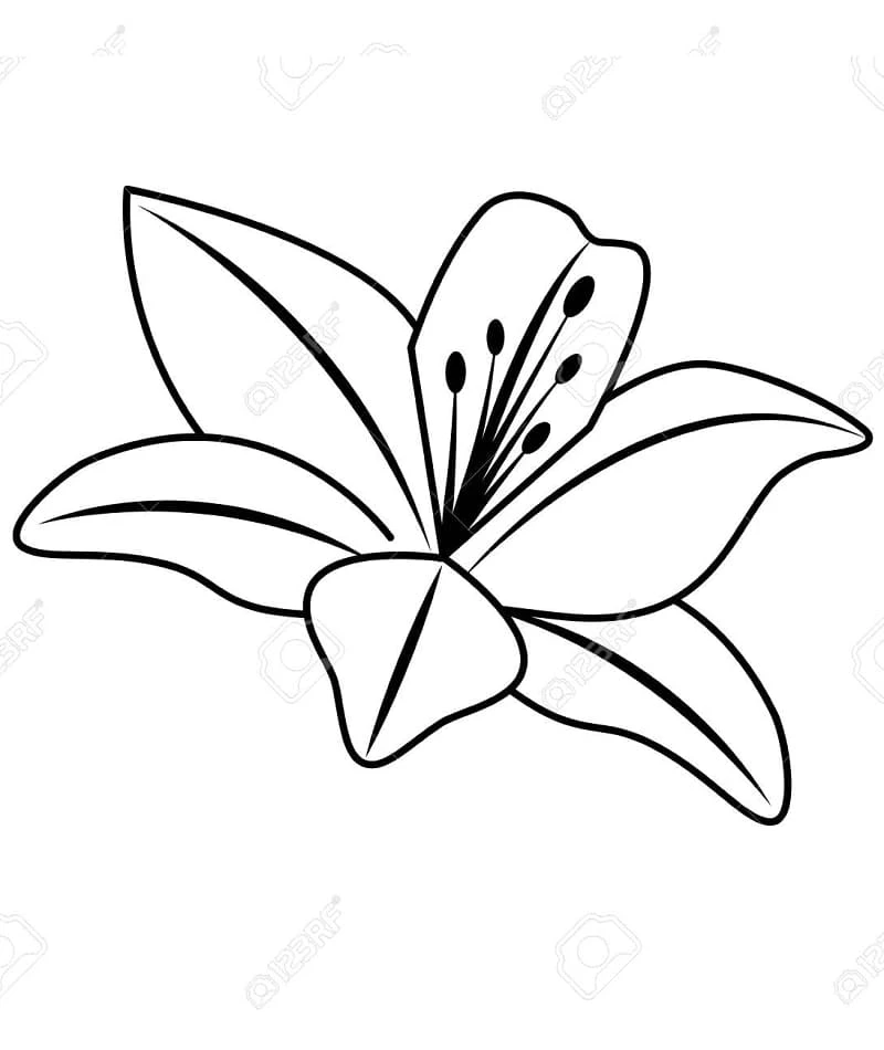 Free printable Lily coloring page #182403 from Nature and Seasons collection