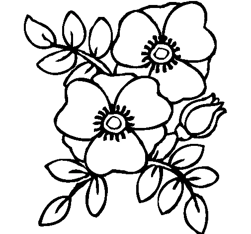 Poppy bouquet with leaves and a bud coloring page