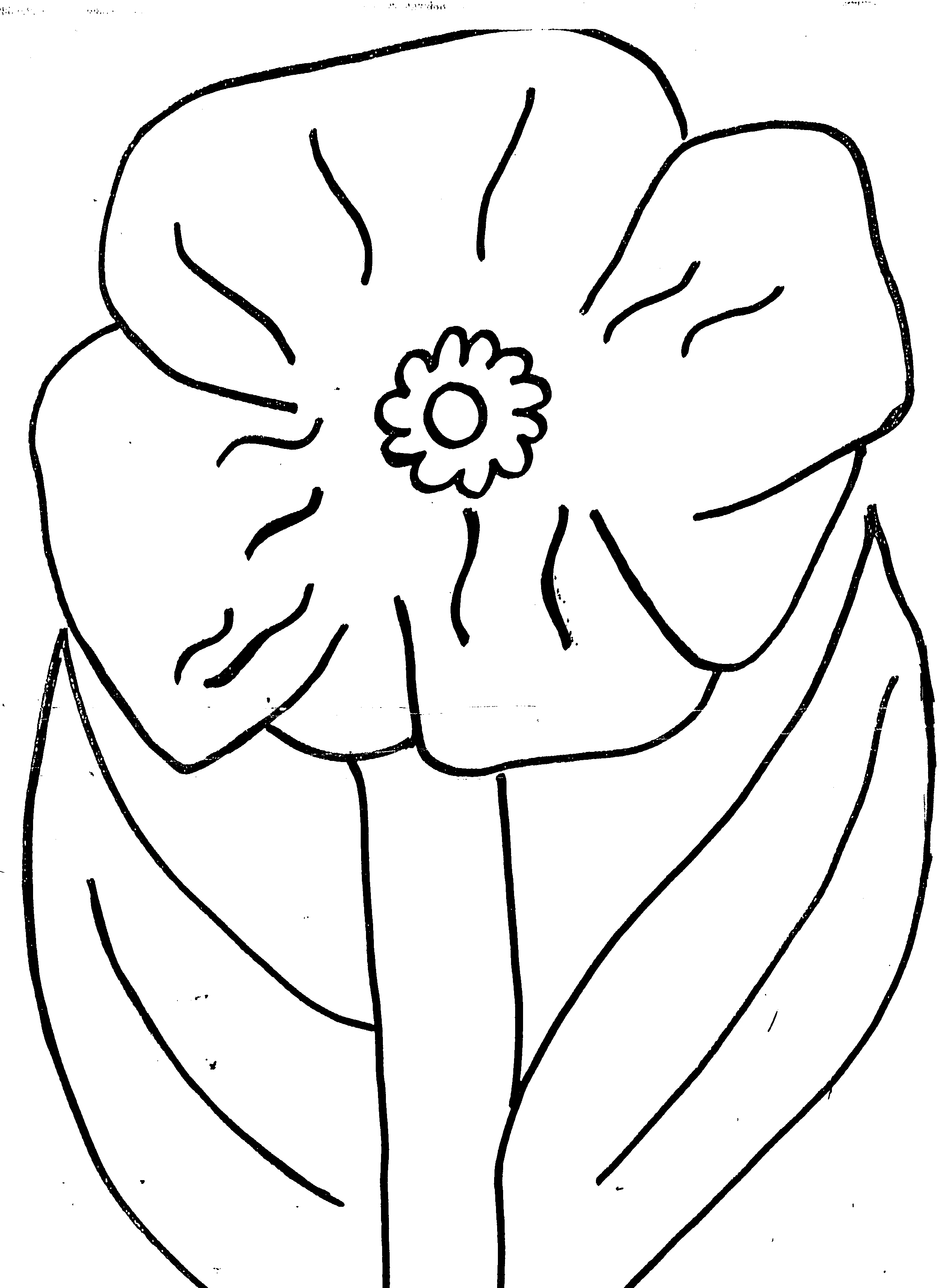 Poppy with large petals in bloom coloring page