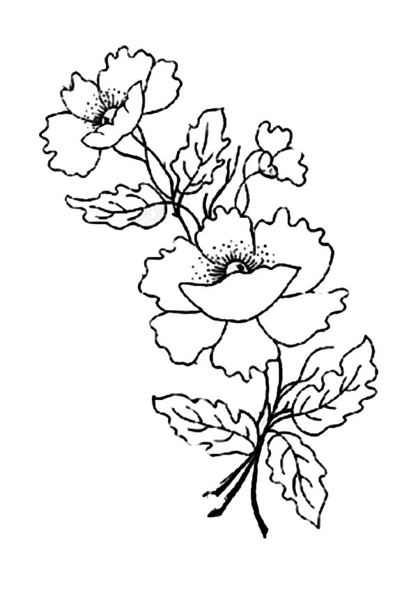 Poppy branch with two blooms and leaves coloring page