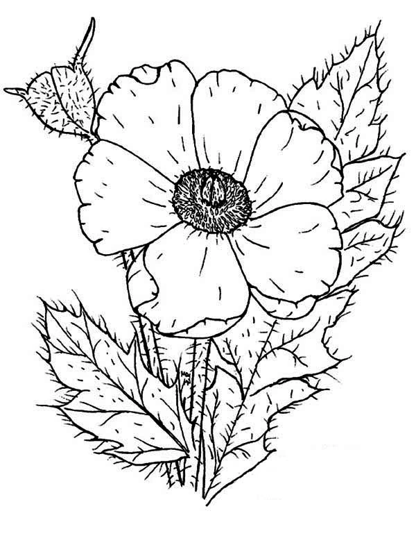 Poppy in full bloom with bud and leaves coloring page