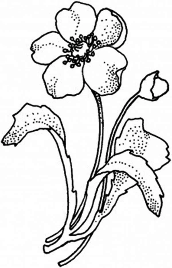 Poppy flower with bud and leaves coloring page