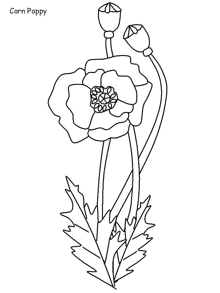 Poppy in bloom with seed pods coloring page
