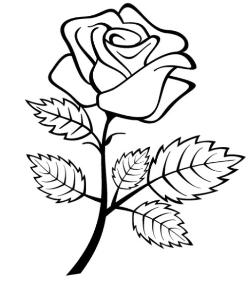 Rose with spiral center and serrated leaves coloring page