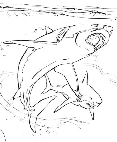 Two sharks swimming near the surface coloring page