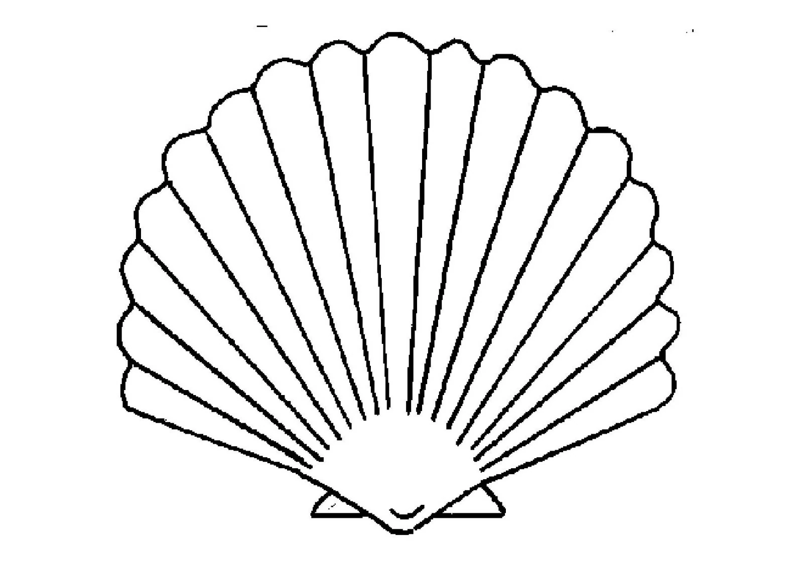 Shell with fan-shaped ridges coloring page