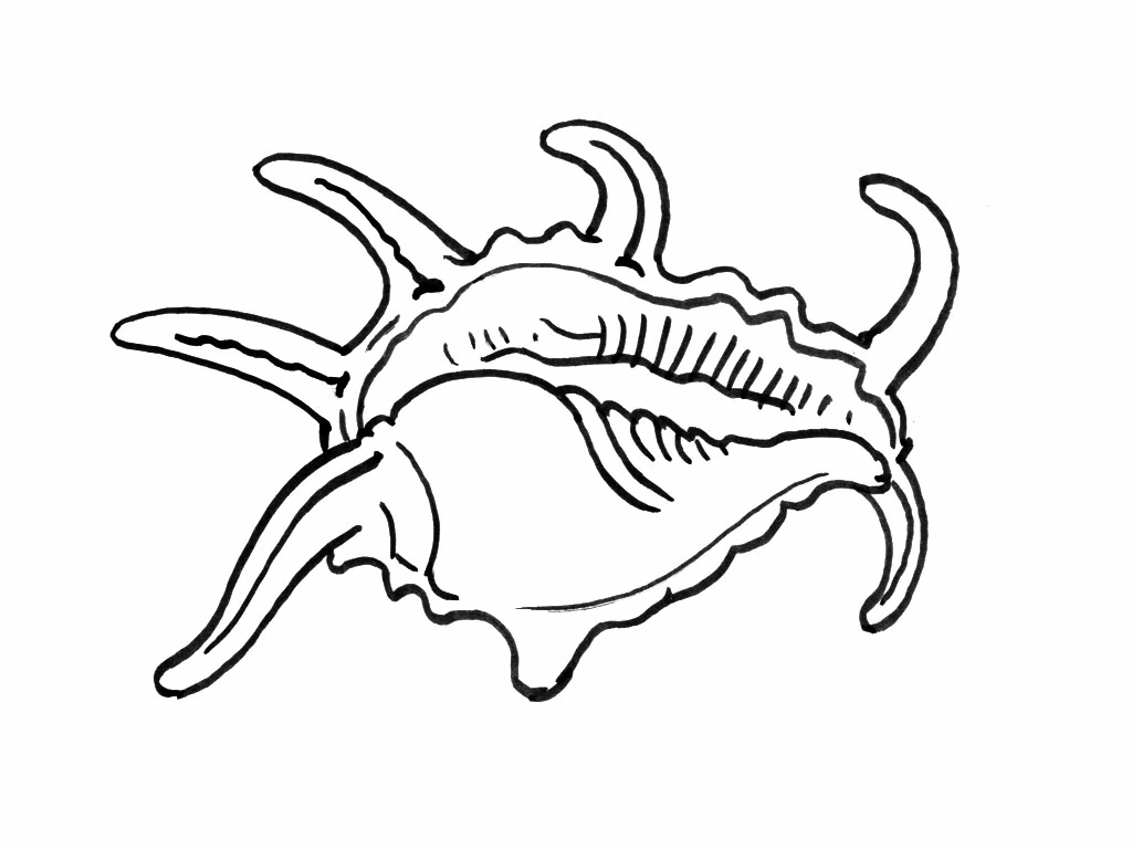 Shell with spiky spider conch shape coloring page