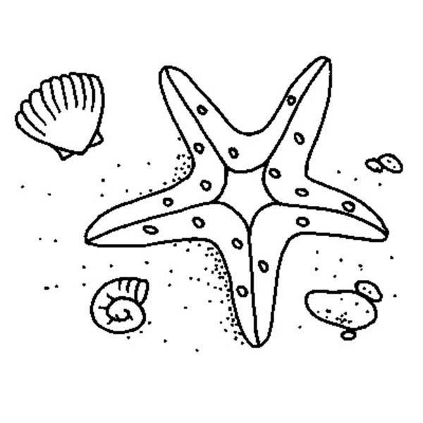 Starfish surrounded by shells on the sand coloring page