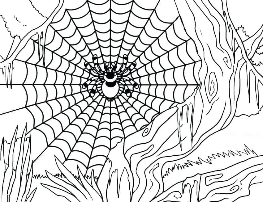 Spider web in nature coloring page