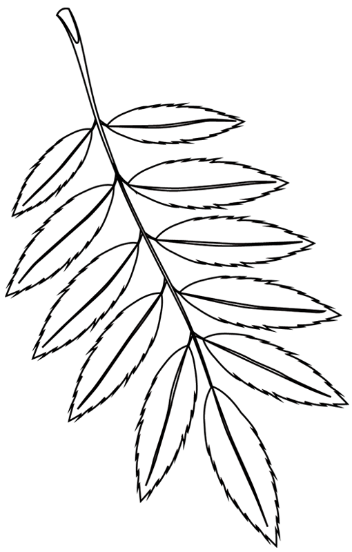 Tree leaf with jagged edges coloring page