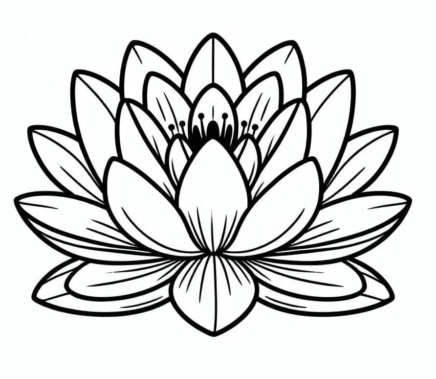 Water lily in full bloom coloring page Water lily in full bloom coloring page