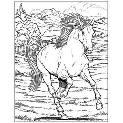 Adult Horse - Free printable coloring pages