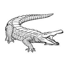 Alligator with open jaws and curved tail coloring page