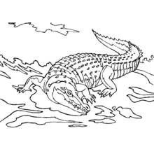 Alligator crawling through the water coloring page