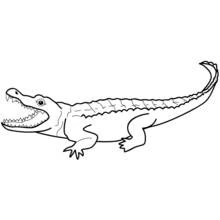 Alligator - Free printable coloring pages