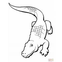 Alligator seen from above coloring page