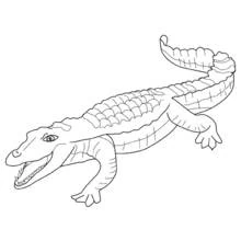 Alligator with curled tail and open mouth coloring page