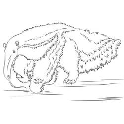 Anteater walking on the ground coloring page