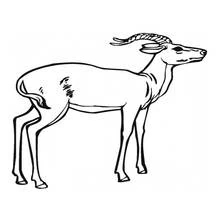 Antelope standing in profile with curved horns coloring page