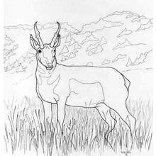 Antelope standing in tall grass coloring page