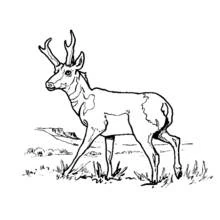 Antelope walking in the grass coloring page