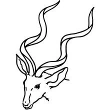 Antelope head with long spiral horns coloring page