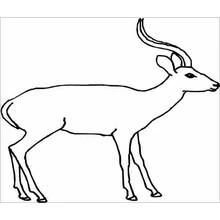 Antelope standing in profile coloring page