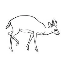 Antelope walking with head lowered coloring page