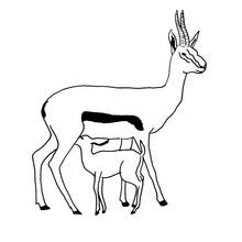 Antelope with its calf standing side by side coloring page