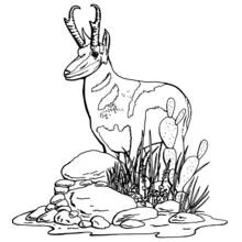 Antelope standing among rocks and cactus coloring page